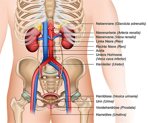 Niere und Harnleiter